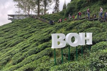 BOH Sungai Palas Tea Viewpoint