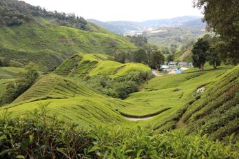 BOH Tea Centre 金马仑景点