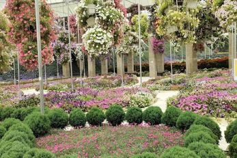 Cameron Highlands Flora Park 金马仑旅游