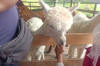 The Sheep Sanctuary 绵羊