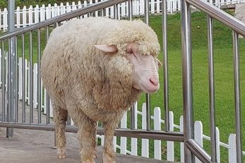 The Sheep Sanctuary 金马仑旅游景点