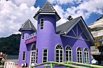 金马仑薰衣草花园 Cameron Lavender Garden
