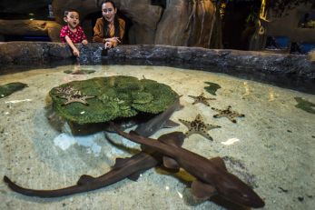 吉隆坡城中城水族馆 马来西亚景点